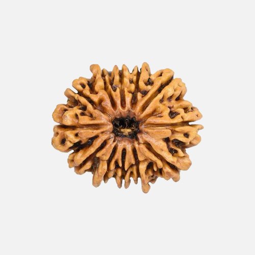 12mukhi
