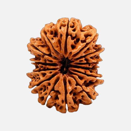 14mukhi