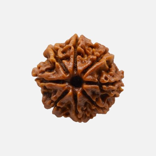 8mukhi