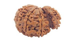 savar_rudraksha